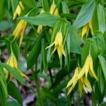 Uvularia grandiflora sélection 2016