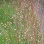 deschampsia flexuosa selection 2016