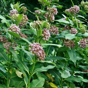 asclepias-syriaca
