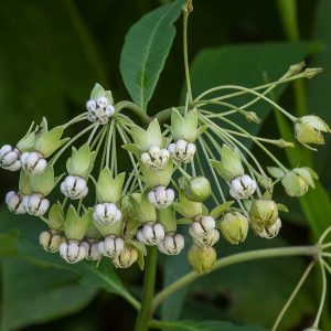 asclepias_exaltata