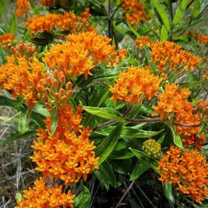 asclepias_tuberosa